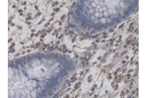 Image no. 2 for anti-Nuclear Factor I/A (NFIA) (AA 1-143) antibody (ABIN5014028)