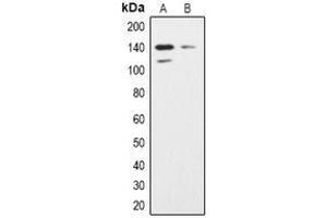 Image no. 1 for anti-Inositol Polyphosphate Phosphatase-Like 1 (INPPL1) (Center) antibody (ABIN3070981)