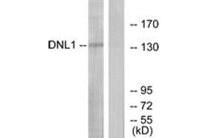 Image no. 1 for anti-Deoxyribonuclease I (DNASE1) (AA 111-160) antibody (ABIN1534439)