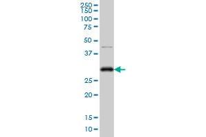 Image no. 2 for anti-Cyclin-Dependent Kinase 1 (CDK1) (AA 211-297) antibody (ABIN560265)