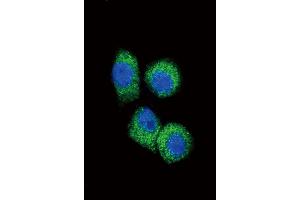Immunofluorescence (IF) image for anti-Chemokine (C-C Motif) Ligand 2 (CCL2) antibody (ABIN2158090)