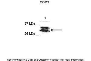 Image no. 2 for anti-Catechol-O-Methyltransferase (COMT) (Middle Region) antibody (ABIN2781821)