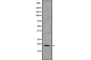 Image no. 2 for anti-H3 Histone, Family 3B (H3.3B) (H3F3B) (N-Term) antibody (ABIN6262140)