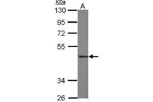 Image no. 1 for anti-Complement Decay-Accelerating Factor (CD55) (Center) antibody (ABIN2855732)