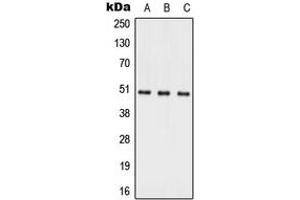 Image no. 1 for anti-Alkaline Ceramidase 1 (ACER1) (Center) antibody (ABIN2705385)