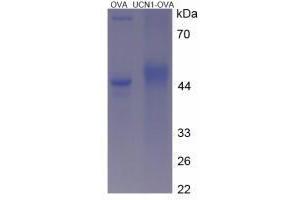 Image no. 3 for Urocortin 1 (UCN1) peptide (Ovalbumin) (ABIN5666402)