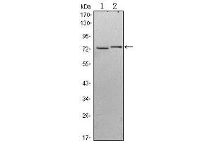 Image no. 2 for anti-Kelch-Like 13 (KLHL13) antibody (ABIN1107956)