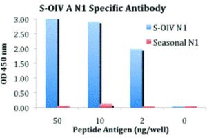 anti-Influenza A Virus Neuraminidase antibody (Influenza A Virus H1N1 (A/Georgia/20/2006))
