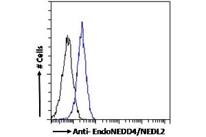 Image no. 1 for anti-HECT, C2 and WW Domain Containing E3 Ubiquitin Protein Ligase 2 (HECW2) (N-Term) antibody (ABIN185281)