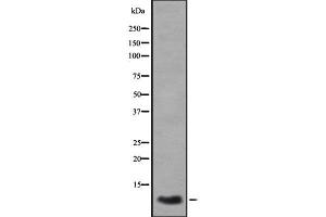 anti-Chemokine (C-X-C Motif) Ligand 3 (CXCL3) (C-Term) antibody
