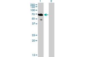Image no. 1 for anti-SH2 Domain Containing 3A (SH2D3A) (AA 460-575) antibody (ABIN523415)