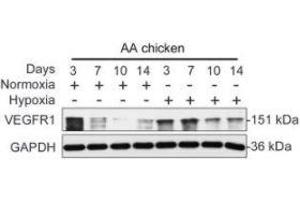 FLT1 antibody  (AA 20-300)