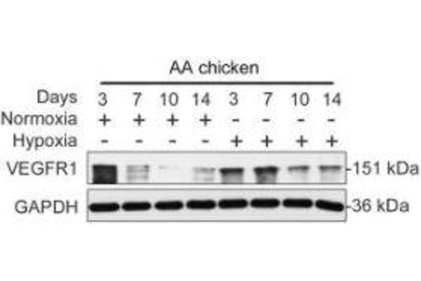 FLT1 antibody  (AA 20-300)