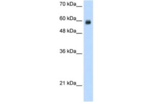 Image no. 1 for anti-REST Corepressor 1 (RCOR1) antibody (ABIN2461865)