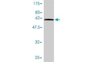Image no. 4 for anti-Heterogeneous Nuclear Ribonucleoprotein A2/B1 (HNRNPA2B1) (AA 1-249) antibody (ABIN561313)