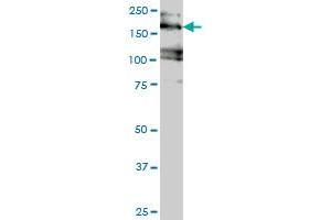 Image no. 3 for anti-Eukaryotic Translation Initiation Factor 4 gamma 3 (EIF4G3) (AA 1-515) antibody (ABIN563747)