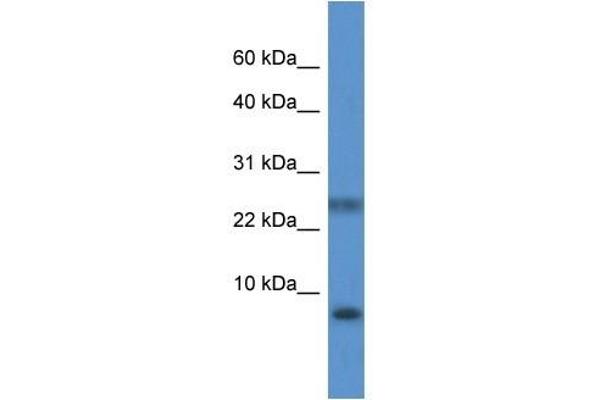 PRAC antibody  (N-Term)
