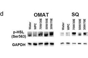 Image no. 57 for anti-Glyceraldehyde-3-Phosphate Dehydrogenase (GAPDH) (Center) antibody (ABIN2857072)