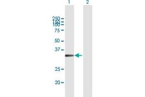 Image no. 1 for anti-Msh Homeobox 1 (MSX1) (AA 1-297) antibody (ABIN948151)