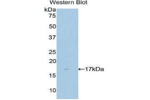 Image no. 1 for anti-NME/NM23 Nucleoside Diphosphate Kinase 4 (NME4) (AA 67-185) antibody (ABIN1860008)