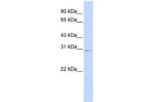 Image no. 1 for anti-Homeobox A9 (HOXA9) (Middle Region) antibody (ABIN2778526)