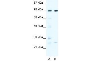 Image no. 1 for anti-Werner Helicase Interacting Protein 1 (WRNIP1) (N-Term) antibody (ABIN634219)