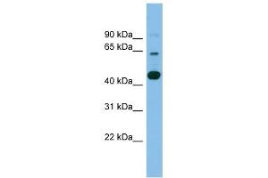 Image no. 1 for anti-Transmembrane Protein 195 (TMEM195) (Middle Region) antibody (ABIN635006)