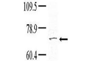 Image no. 1 for anti-Tyrosine Kinase, Non-Receptor, 1 (TNK1) (AA 256-286) antibody (ABIN3029412)