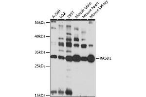 RASD1 anticorps  (AA 132-281)
