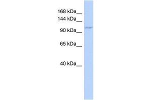 Image no. 1 for anti-Zinc Finger CCCH-Type Containing 7B (ZC3H7B) antibody (ABIN2457916)