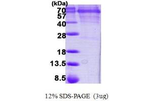 Image no. 1 for Calcium/calmodulin-Dependent Protein Kinase IV (CAMK4) (AA 1-473) protein (His tag) (ABIN668012)