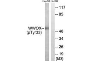 Image no. 1 for anti-WW Domain Containing Oxidoreductase (WWOX) (AA 18-67), (pTyr33) antibody (ABIN1532116)