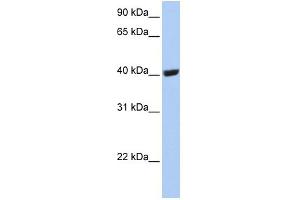 Image no. 2 for anti-Selenium Binding Protein 1 (SELENBP1) (C-Term) antibody (ABIN2783295)
