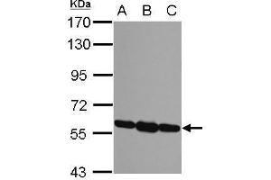Image no. 9 for anti-Protein Disulfide Isomerase Family A, Member 3 (PDIA3) (C-Term) antibody (ABIN2854699)