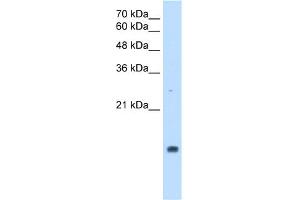 Image no. 1 for anti-Peptidylprolyl Isomerase A (Cyclophilin A) (PPIA) (Middle Region) antibody (ABIN2784530)