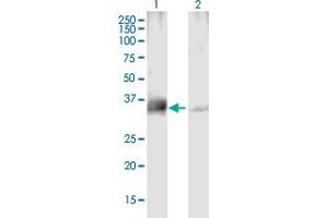 Western Blot analysis of PPP4C expression in transfected 293T cell line by PPP4C MaxPab polyclonal antibody.