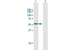 Western Blot analysis of SPOCK2 expression in transfected 293T cell line by SPOCK2 MaxPab polyclonal antibody.