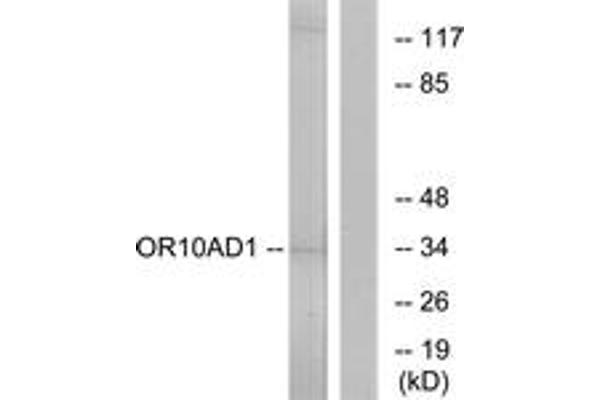 anti-Olfactory Receptor, Family 10, Subfamily AD, Member 1 (OR10AD1) (AA 141-190) antibody