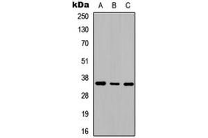 Image no. 3 for anti-Adenosine A2b Receptor (ADORA2B) (C-Term) antibody (ABIN2704450)