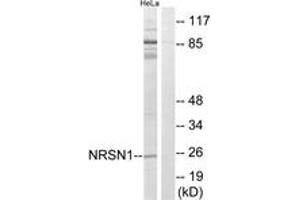 Image no. 1 for anti-Neurensin 1 (NRSN1) (AA 121-170) antibody (ABIN1535087)