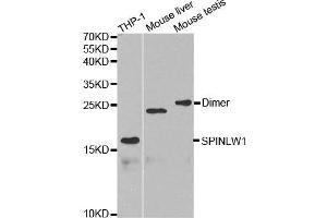 Image no. 1 for anti-Eppin (SPINLW1) antibody (ABIN3023047)