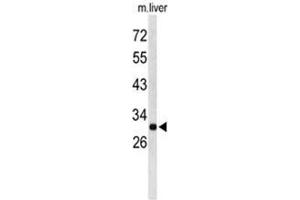 Western blot analysis of AFMID Antibody (N-term) in mouse liver tissue lysates (35 µg/lane).