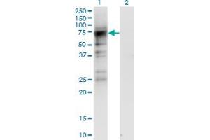 Image no. 4 for anti-Cyclin-Dependent Kinase 19 (CDK19) (AA 367-467) antibody (ABIN949086)