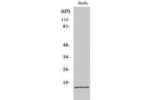 Image no. 1 for anti-Eukaryotic Translation Initiation Factor 5A2 (EIF5A2) (Internal Region) antibody (ABIN3184451)