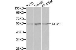 Image no. 1 for anti-Autophagy Related 13 (ATG13) antibody (ABIN3021088)