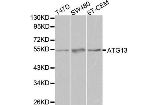 ATG13 抗体  (AA 281-480)