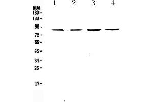 Image no. 1 for anti-Eomesodermin (EOMES) (AA 310-532) antibody (ABIN5693217)