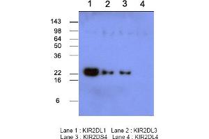 Image no. 1 for anti-Killer Cell Immunoglobulin-Like Receptor, Two Domains, Long Cytoplasmic Tail, 1 (KIR2DL1) (AA 23-223) antibody (ABIN121182)