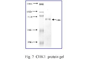 Image no. 1 for Checkpoint Kinase 1 (CHEK1) (Active) protein (ABIN457519)