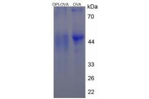 Image no. 3 for Proline Rich, Lacrimal 1 (PROL1) protein (Ovalbumin) (ABIN1880263)